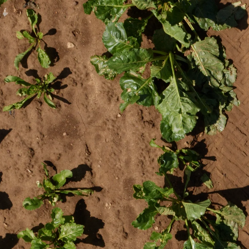 Sugar Beet Segmentation